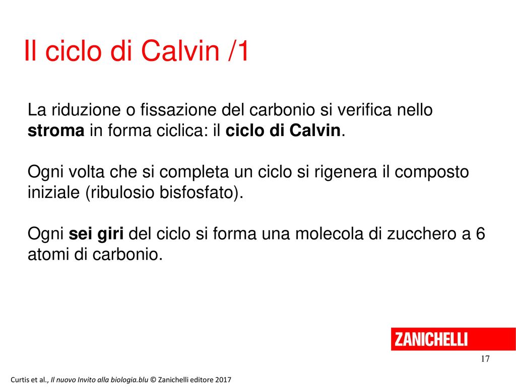 13/11/11 Il ciclo di Calvin /1. La riduzione o fissazione del carbonio si verifica nello stroma in forma ciclica: il ciclo di Calvin.