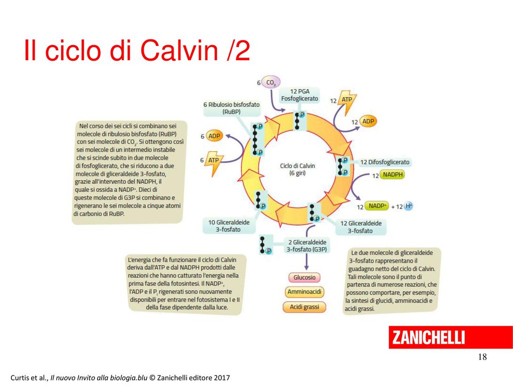 13/11/11 Il ciclo di Calvin / Curtis et al., Il nuovo Invito alla biologia.blu © Zanichelli editore