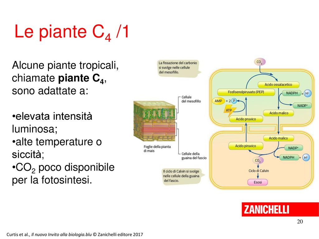 13/11/11 Le piante C4 /1. Alcune piante tropicali, chiamate piante C4, sono adattate a: elevata intensità luminosa;