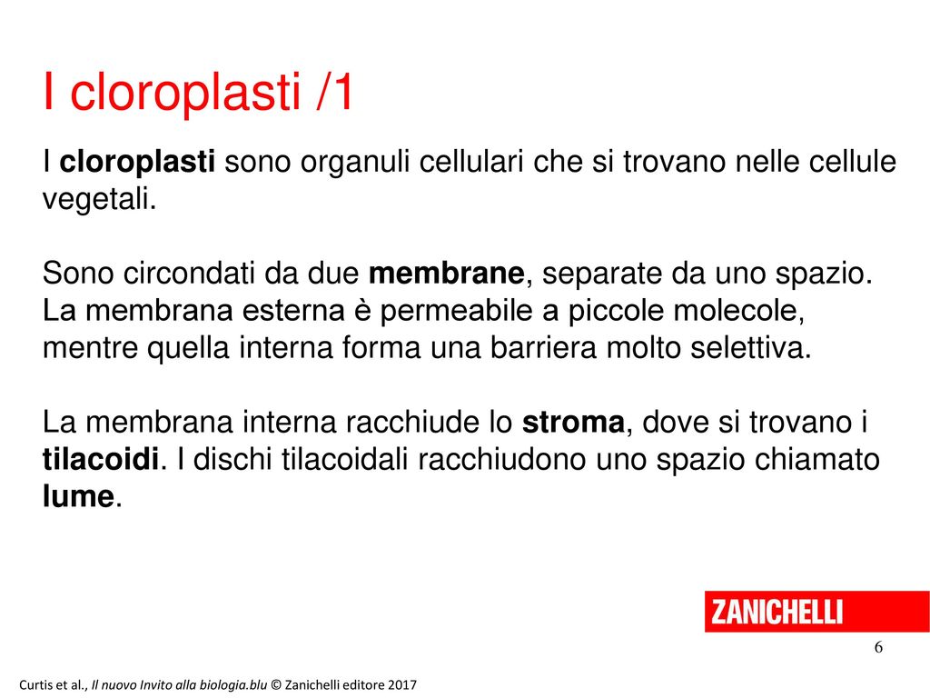 13/11/11 I cloroplasti /1. I cloroplasti sono organuli cellulari che si trovano nelle cellule vegetali.