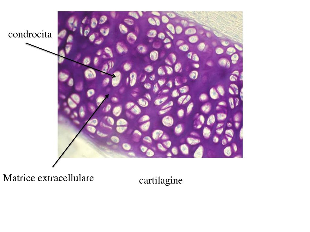 condrocita Matrice extracellulare cartilagine