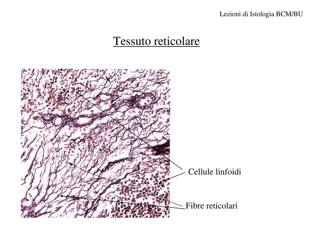 Tessuto reticolare Cellule linfoidi Fibre reticolari