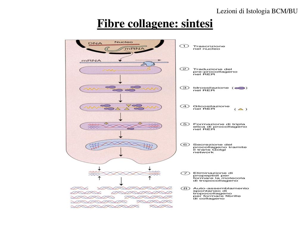 Fibre collagene: sintesi
