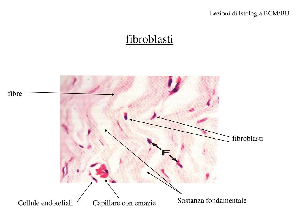 fibroblasti fibre fibroblasti Sostanza fondamentale