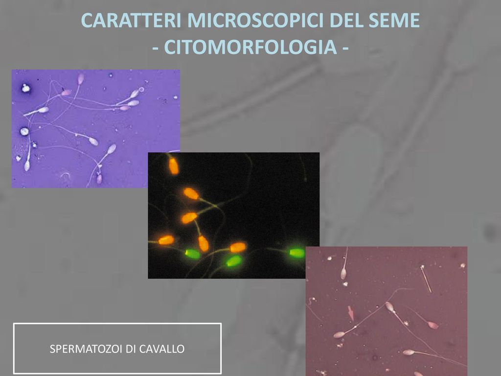 PROTOCOLLO DI VALUTAZIONE DEL SEME - ppt scaricare