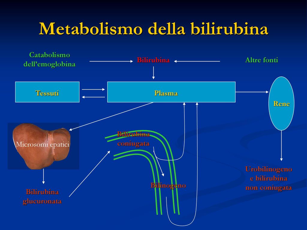 Metabolismo della bilirubina