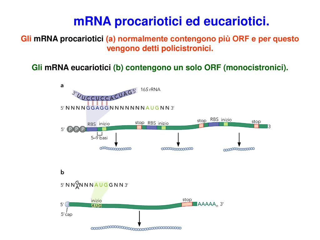 Gli mRNA eucariotici (b) contengono un solo ORF (monocistronici).