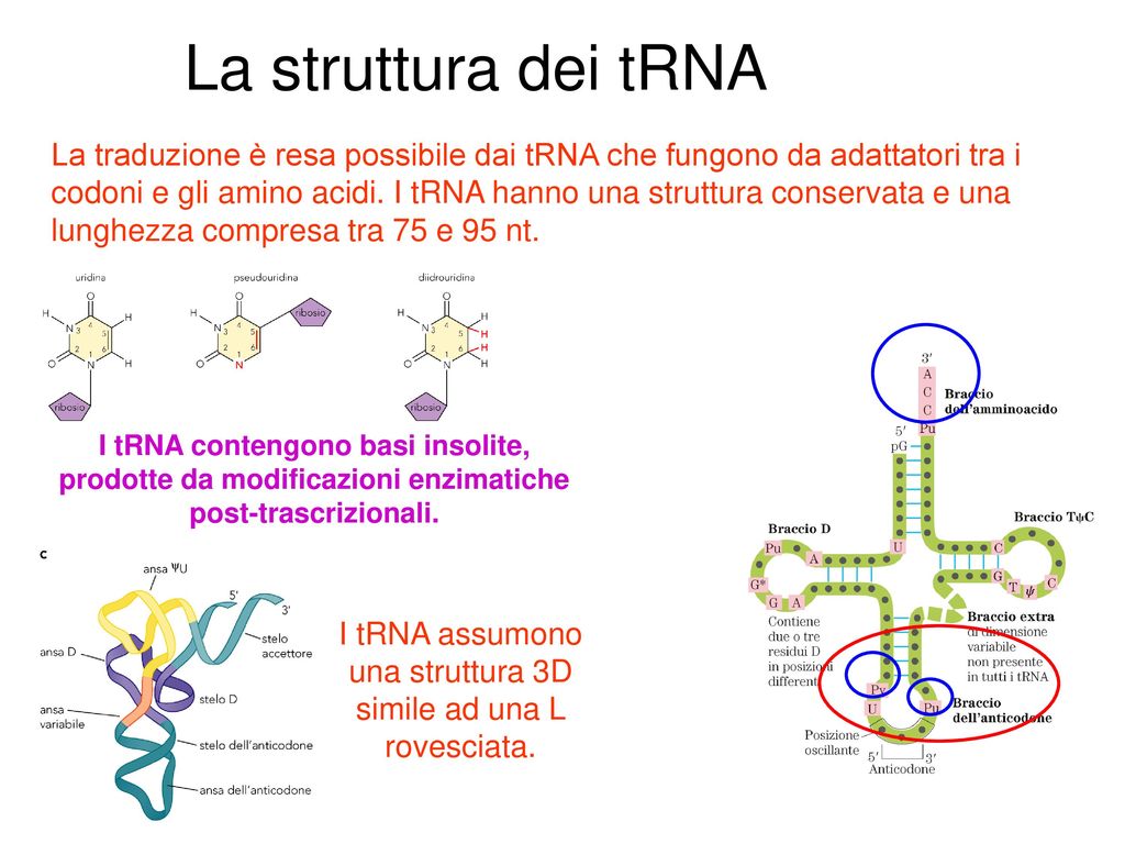 I tRNA assumono una struttura 3D simile ad una L rovesciata.