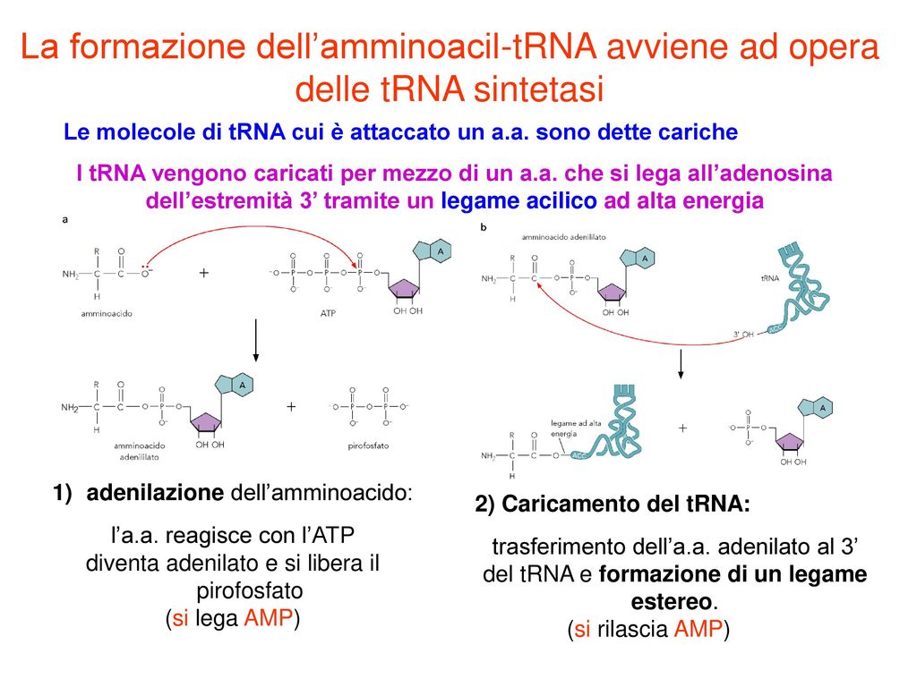 La formazione dell’amminoacil-tRNA avviene ad opera