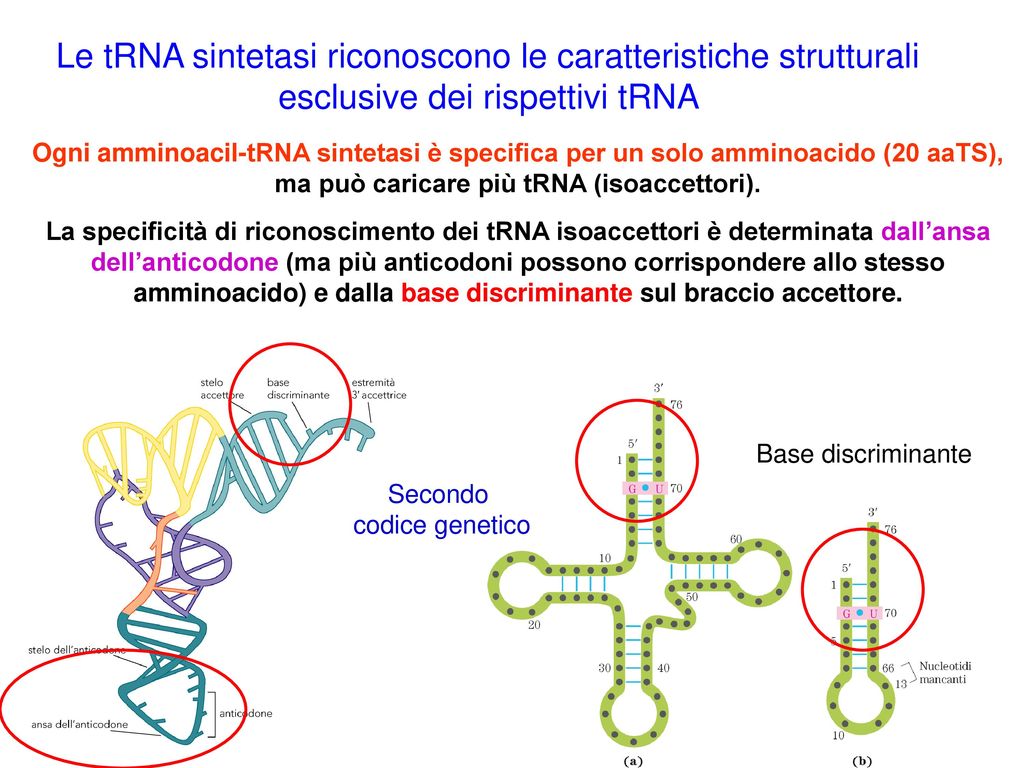 Le tRNA sintetasi riconoscono le caratteristiche strutturali esclusive dei rispettivi tRNA