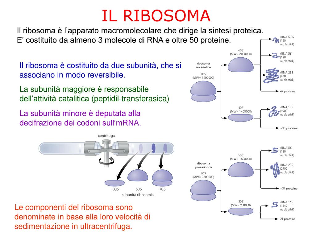 IL RIBOSOMA Il ribosoma è l’apparato macromolecolare che dirige la sintesi proteica. E’ costituito da almeno 3 molecole di RNA e oltre 50 proteine.
