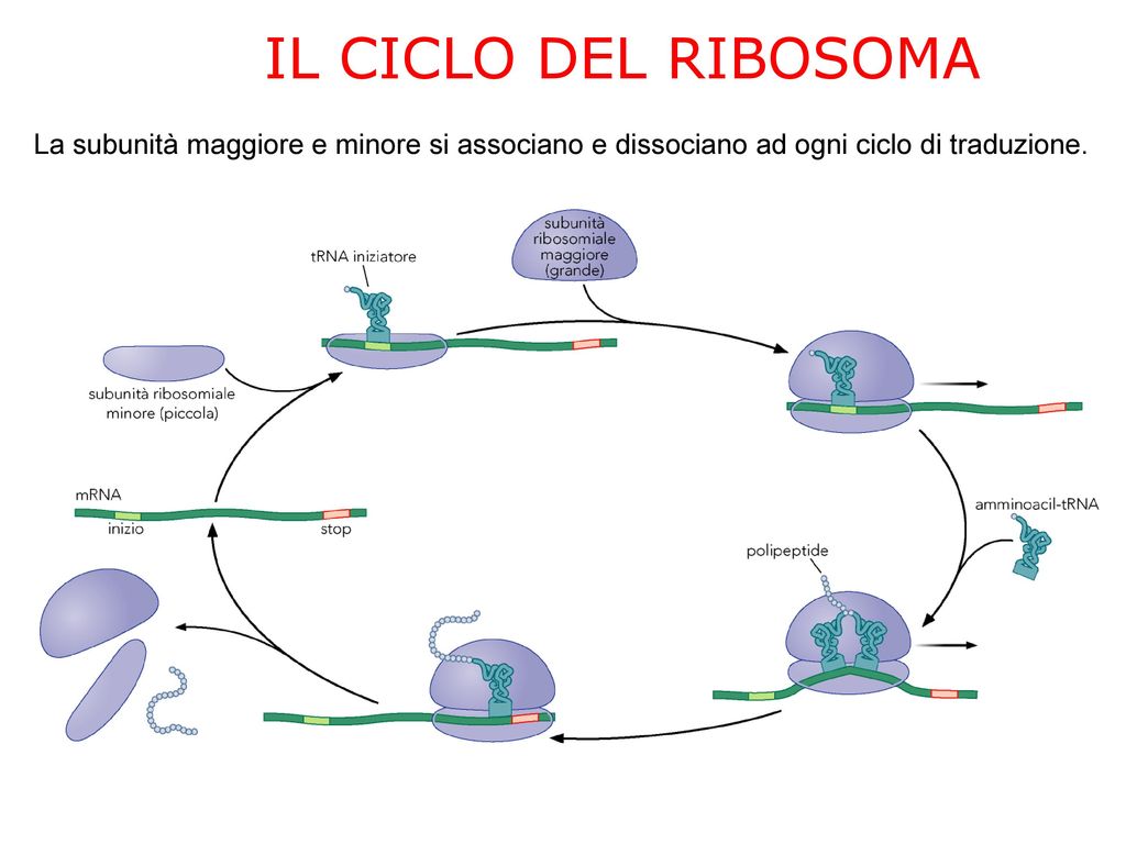 IL CICLO DEL RIBOSOMA La subunità maggiore e minore si associano e dissociano ad ogni ciclo di traduzione.