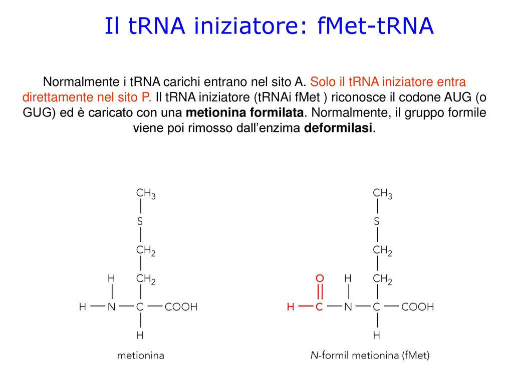 Il tRNA iniziatore: fMet-tRNA