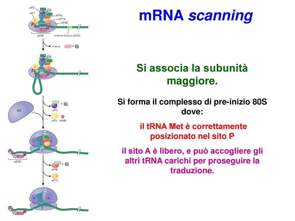 mRNA scanning Si associa la subunità maggiore.