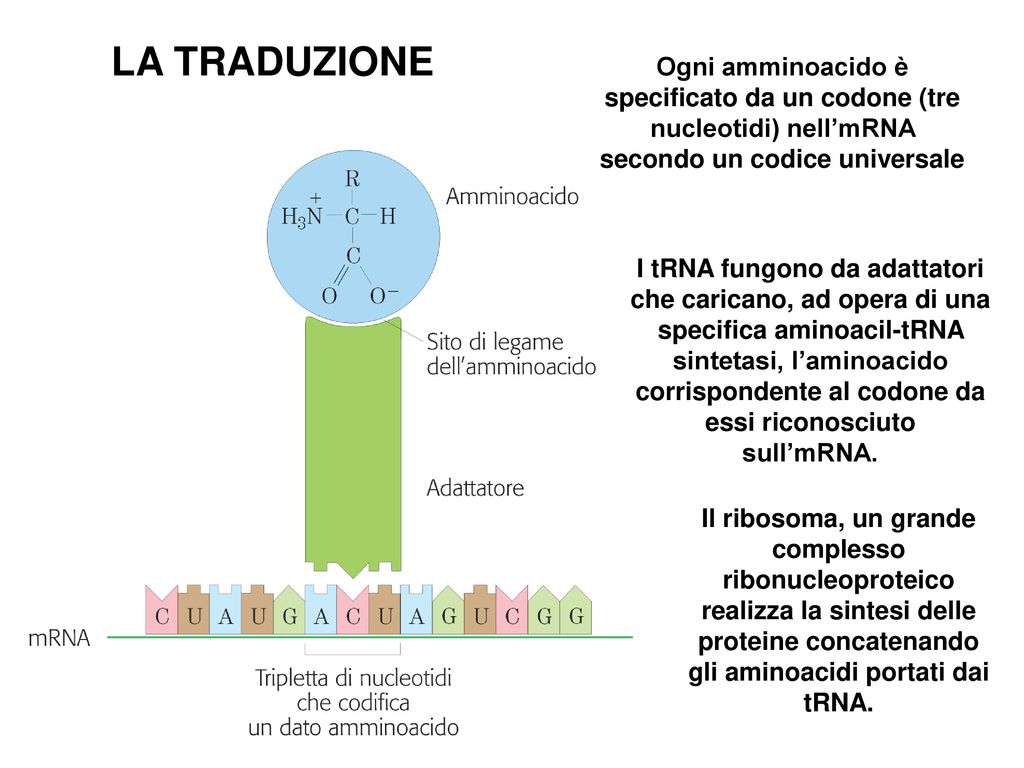 proteine concatenando gli aminoacidi portati dai tRNA.