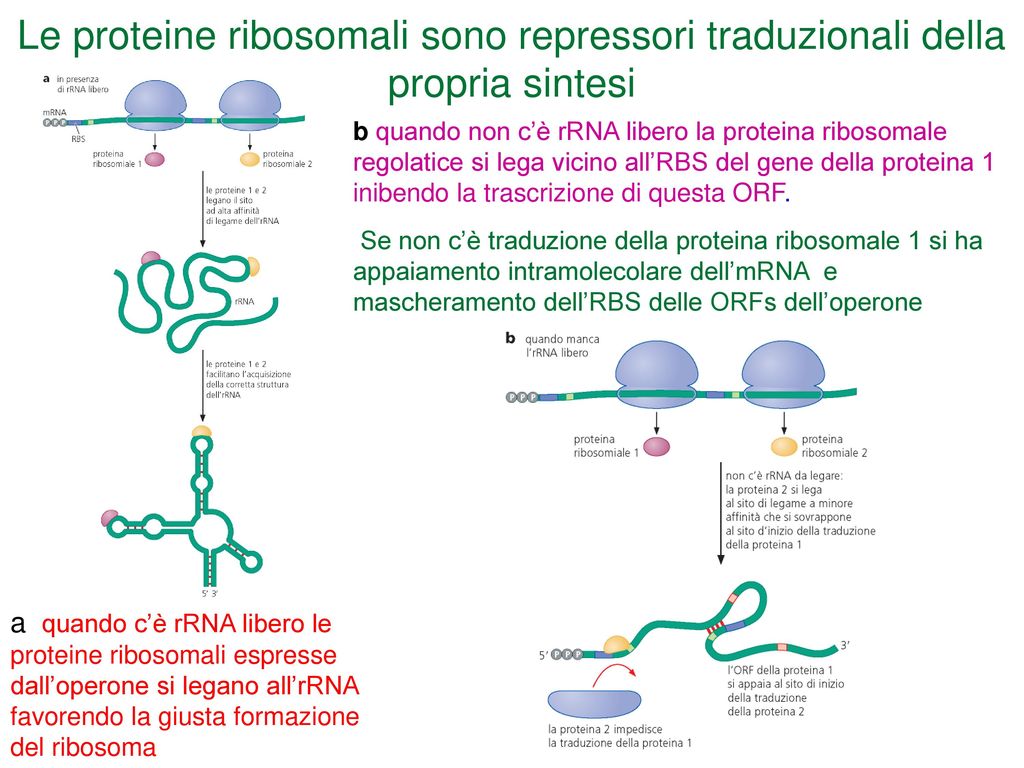 Le proteine ribosomali sono repressori traduzionali della propria sintesi