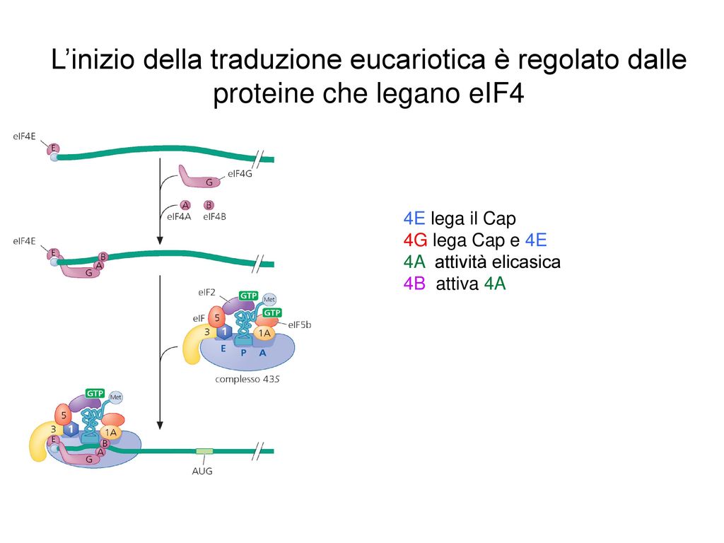 L’inizio della traduzione eucariotica è regolato dalle proteine che legano eIF4