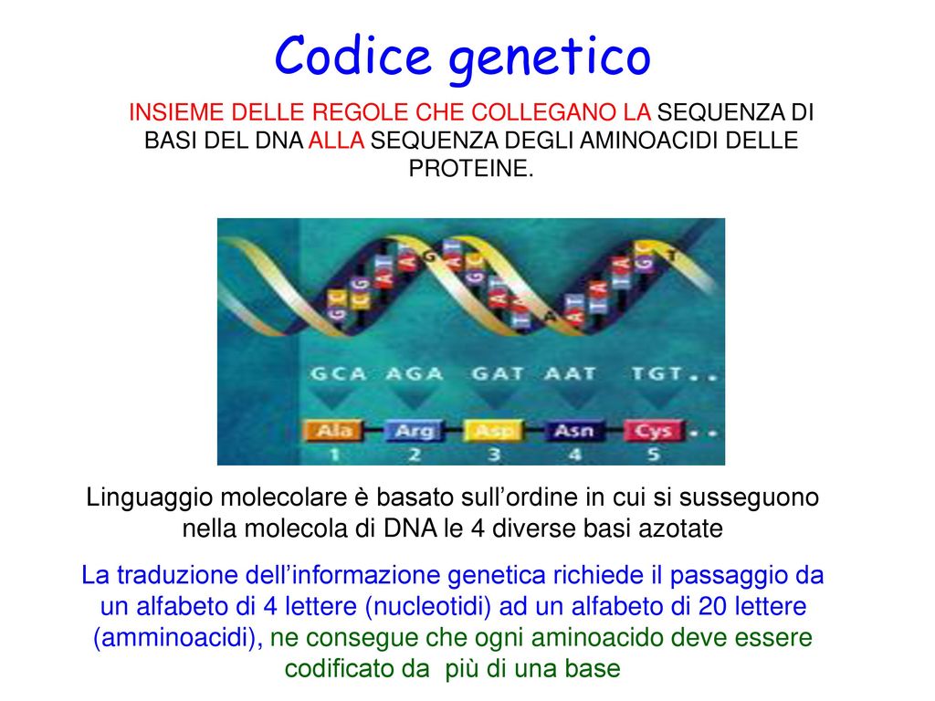Codice genetico INSIEME DELLE REGOLE CHE COLLEGANO LA SEQUENZA DI BASI DEL DNA ALLA SEQUENZA DEGLI AMINOACIDI DELLE PROTEINE.