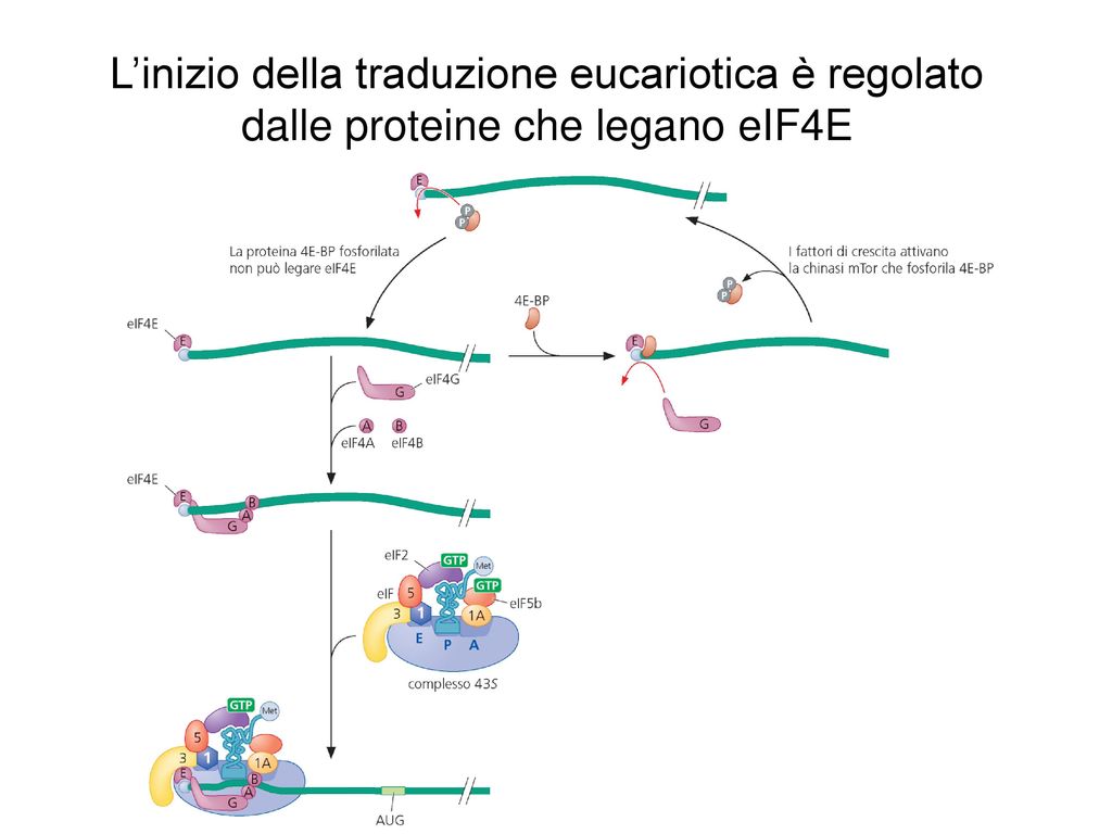 L’inizio della traduzione eucariotica è regolato dalle proteine che legano eIF4E
