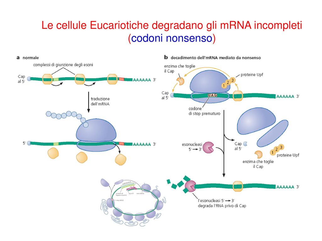 Le cellule Eucariotiche degradano gli mRNA incompleti