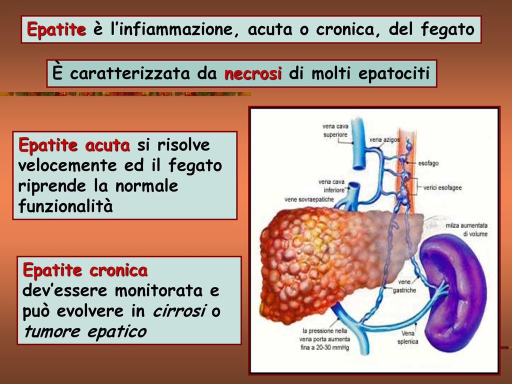 Fisiologia Del Fegato. - Ppt Scaricare