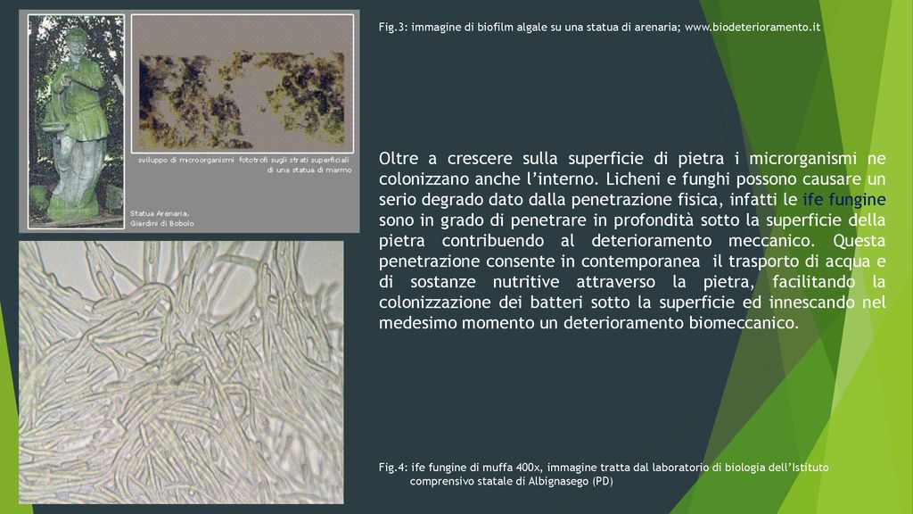Fig. 3: immagine di biofilm algale su una statua di arenaria; www