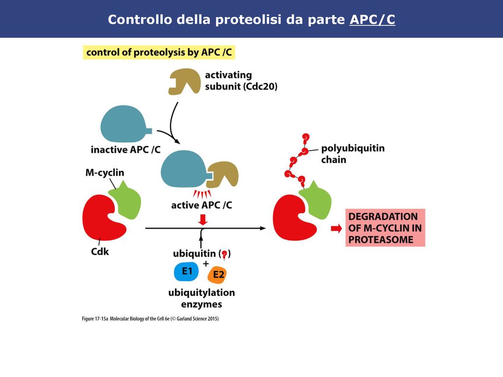 Il ciclo cellulare Rudolf Virchow ( ) Dottrina cellulare: - ppt scaricare