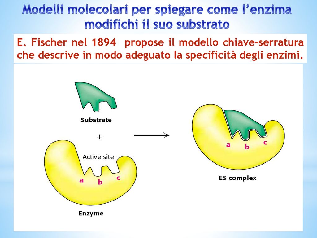 Modelli molecolari per spiegare come l’enzima modifichi il suo substrato