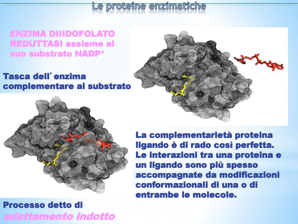 Le proteine enzimatiche