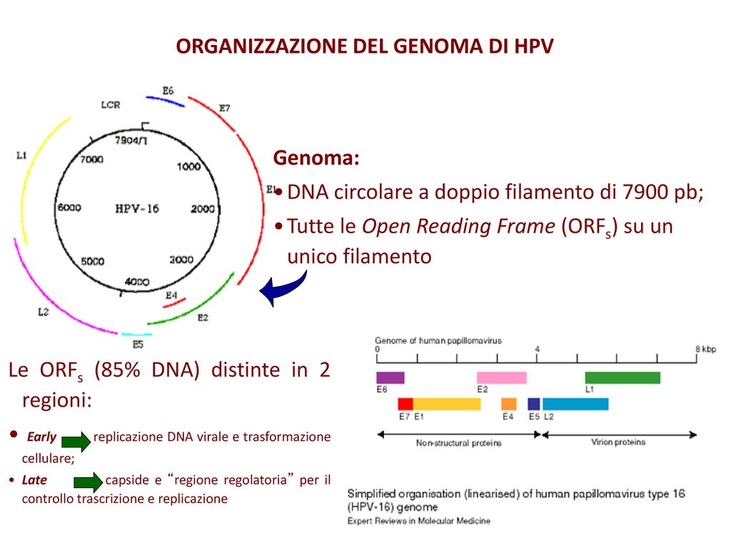 papillomavirus ricerca genoma)