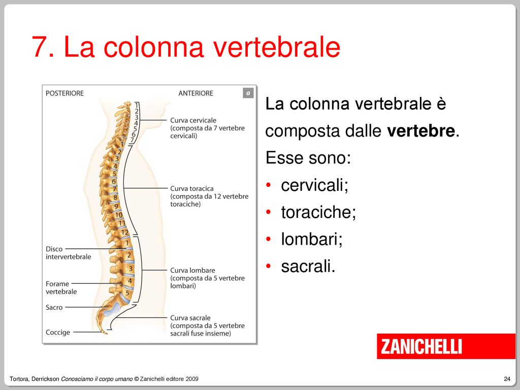 7. La colonna vertebrale La colonna vertebrale è composta dalle vertebre. Esse sono: cervicali; toraciche;