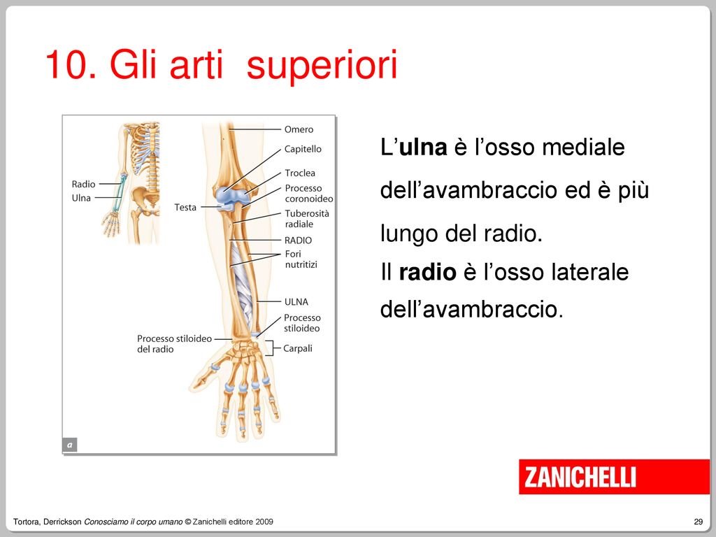 10. Gli arti superiori L’ulna è l’osso mediale dell’avambraccio ed è più lungo del radio. Il radio è l’osso laterale dell’avambraccio.
