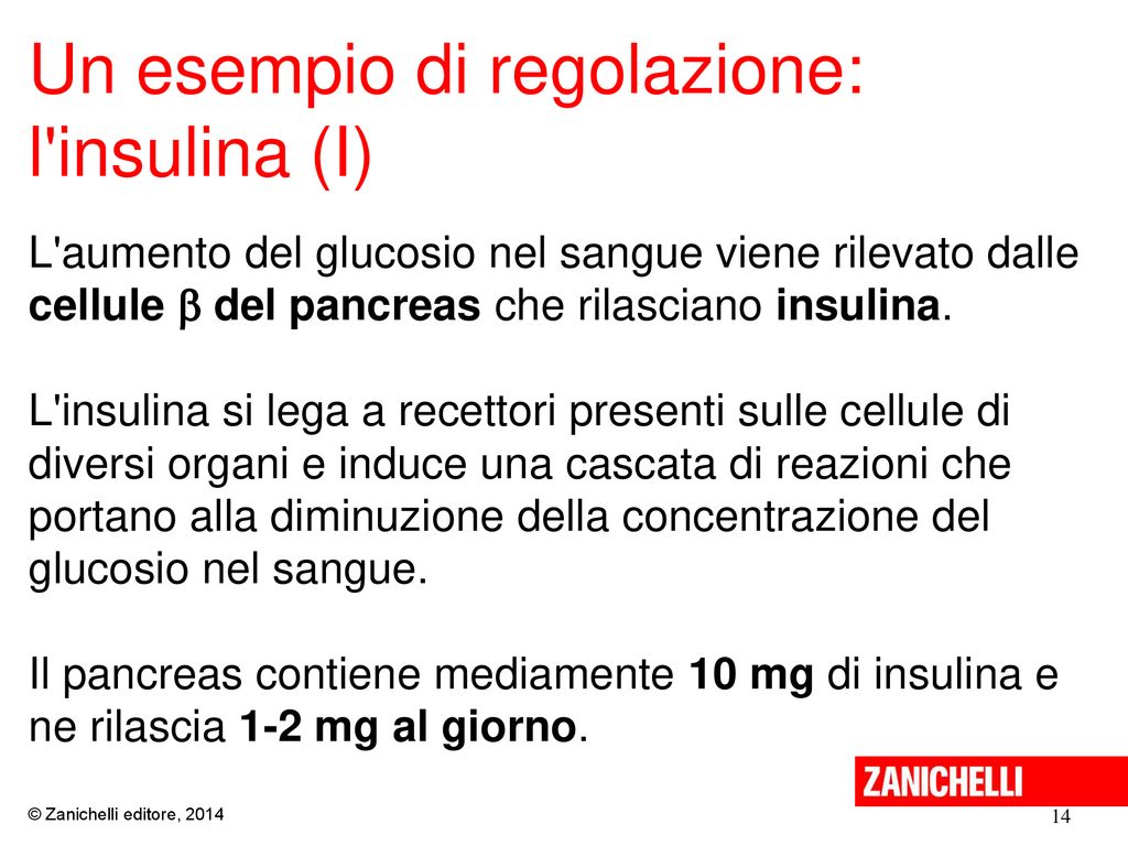 Un esempio di regolazione: l insulina (I)