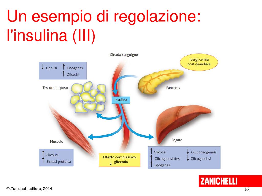 Un esempio di regolazione: l insulina (III)