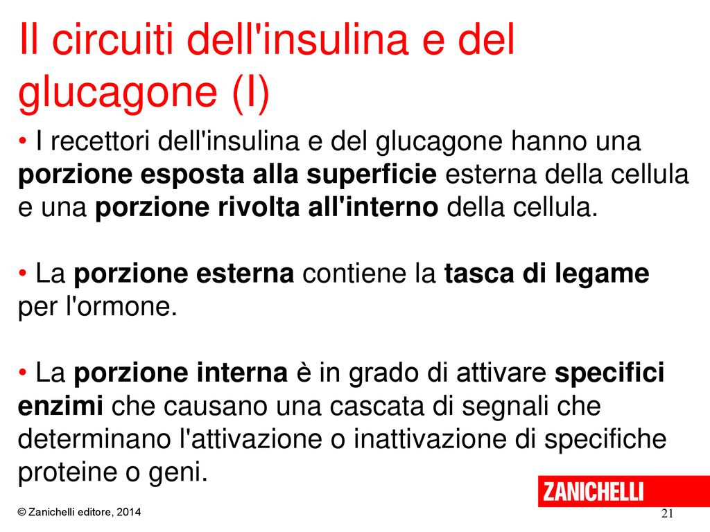 Il circuiti dell insulina e del glucagone (I)