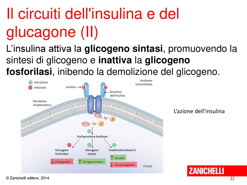 Il circuiti dell insulina e del glucagone (II)