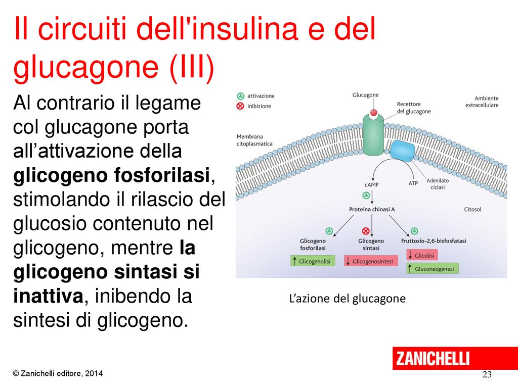 Il circuiti dell insulina e del glucagone (III)