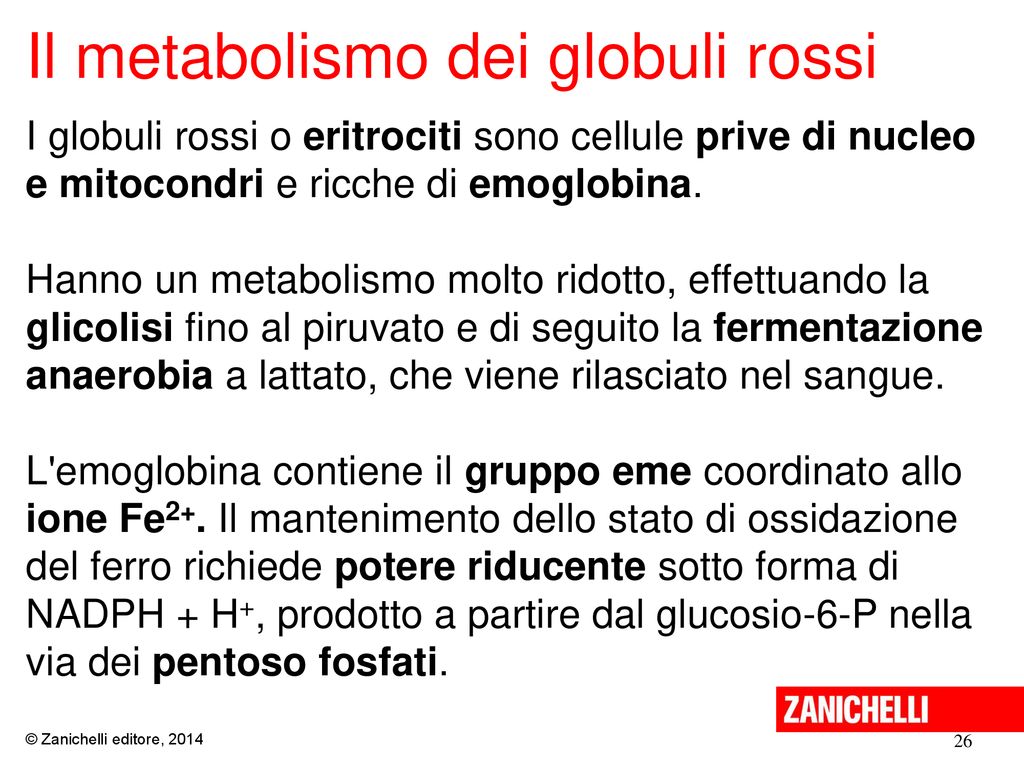 Il metabolismo dei globuli rossi