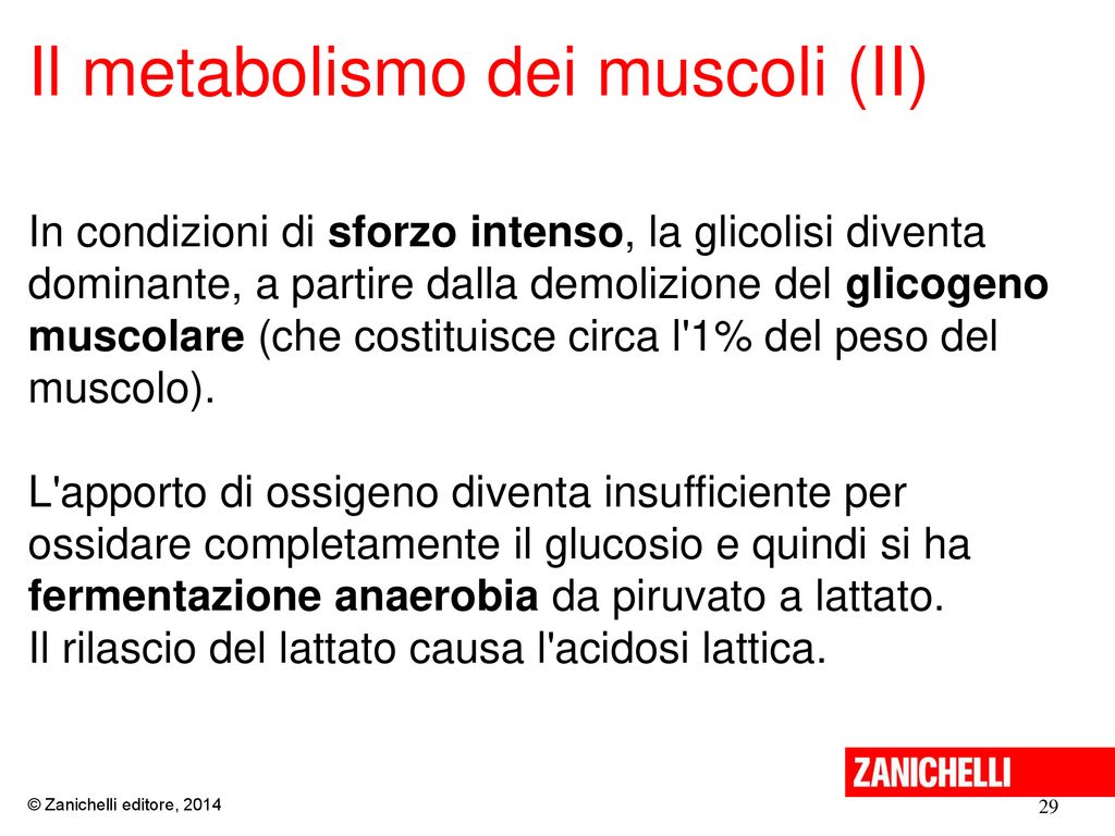 Il metabolismo dei muscoli (II)