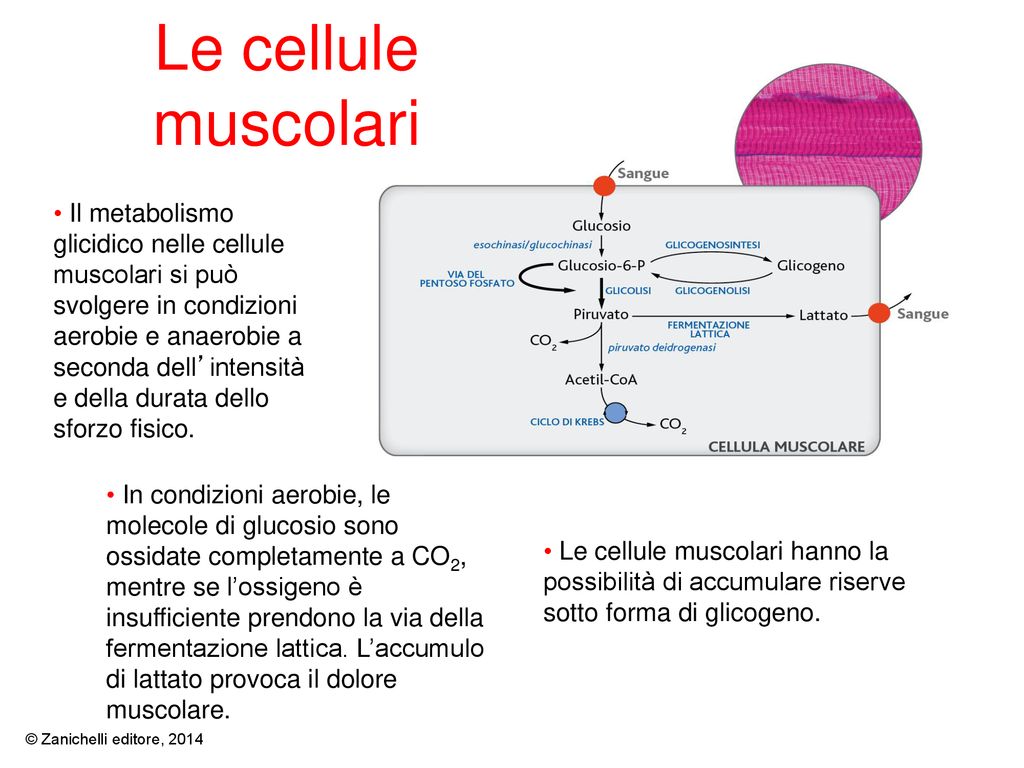 Le cellule muscolari