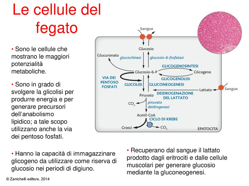 Le cellule del fegato Hanno la capacità di immagazzinare glicogeno da utilizzare come riserva di glucosio nei periodi di digiuno.