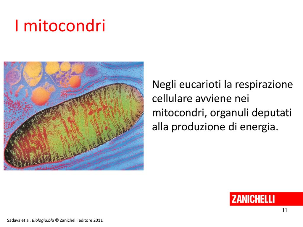 13/11/11 13/11/11. I mitocondri. Negli eucarioti la respirazione cellulare avviene nei mitocondri, organuli deputati alla produzione di energia.