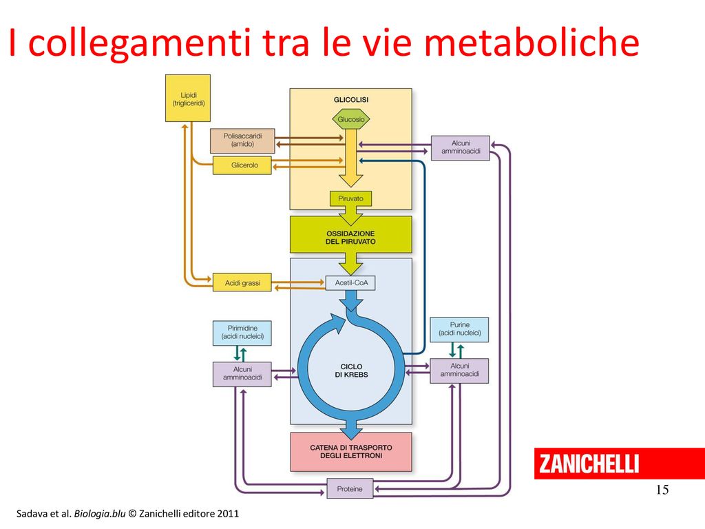 I collegamenti tra le vie metaboliche