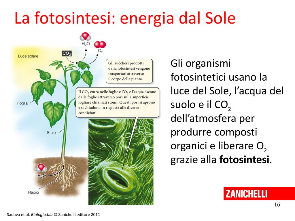 La fotosintesi: energia dal Sole