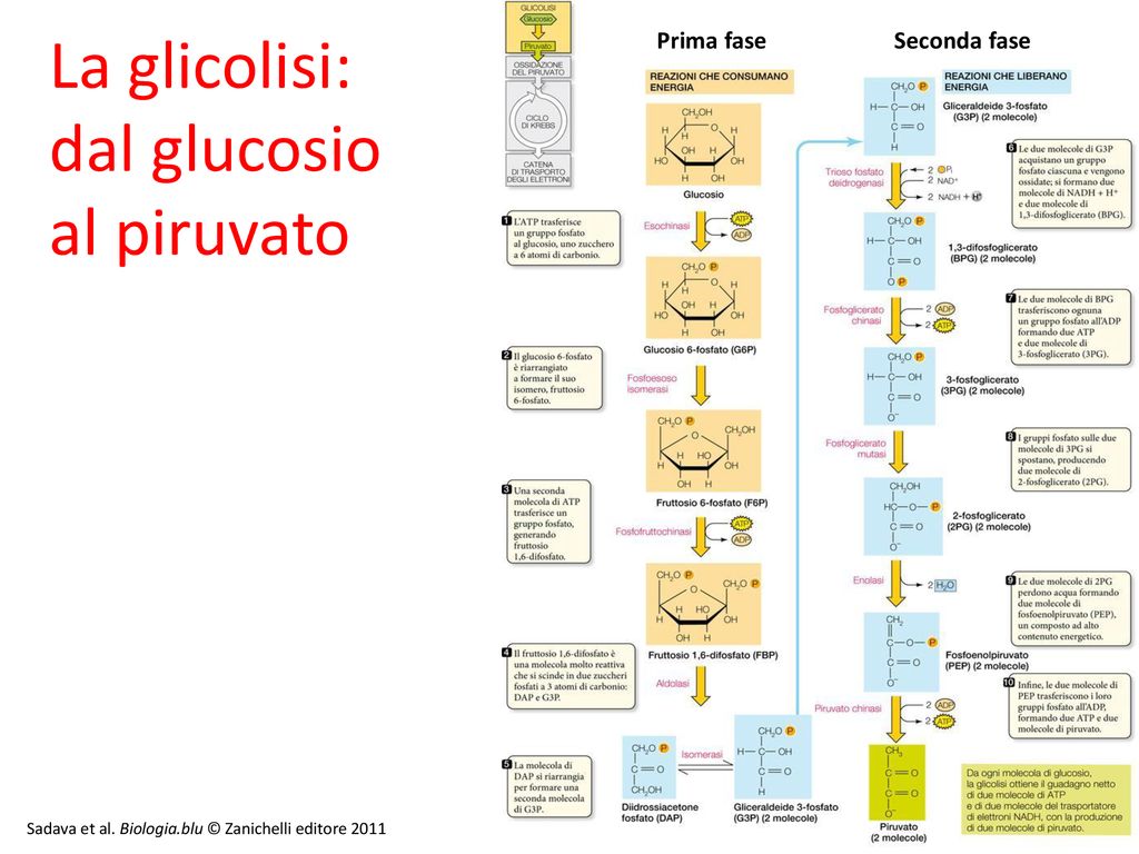 La glicolisi: dal glucosio al piruvato Prima fase Seconda fase 7