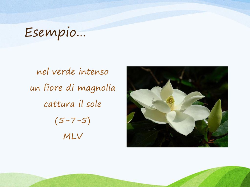 nel verde intenso un fiore di magnolia cattura il sole (5-7-5) MLV