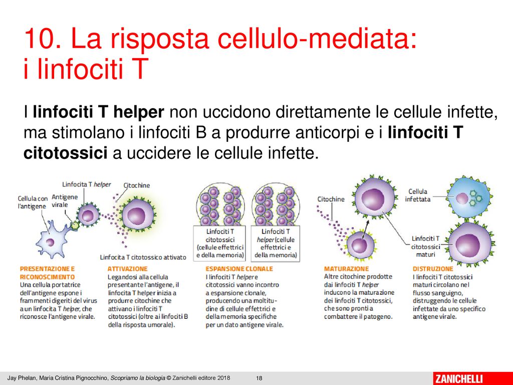 13/11/ Ppt Scaricare