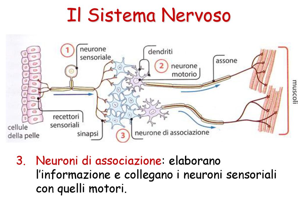 Il Sistema Nervoso Neuroni di associazione: elaborano l’informazione e collegano i neuroni sensoriali con quelli motori.