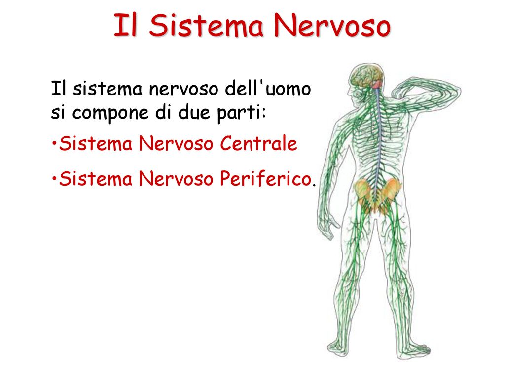 Il Sistema Nervoso Il sistema nervoso dell uomo si compone di due parti: Sistema Nervoso Centrale.
