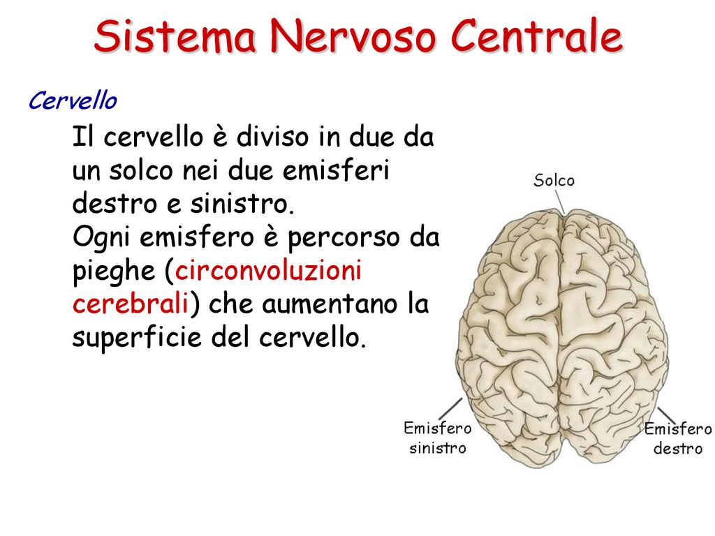 Sistema Nervoso Centrale Sistema Nervoso Centrale